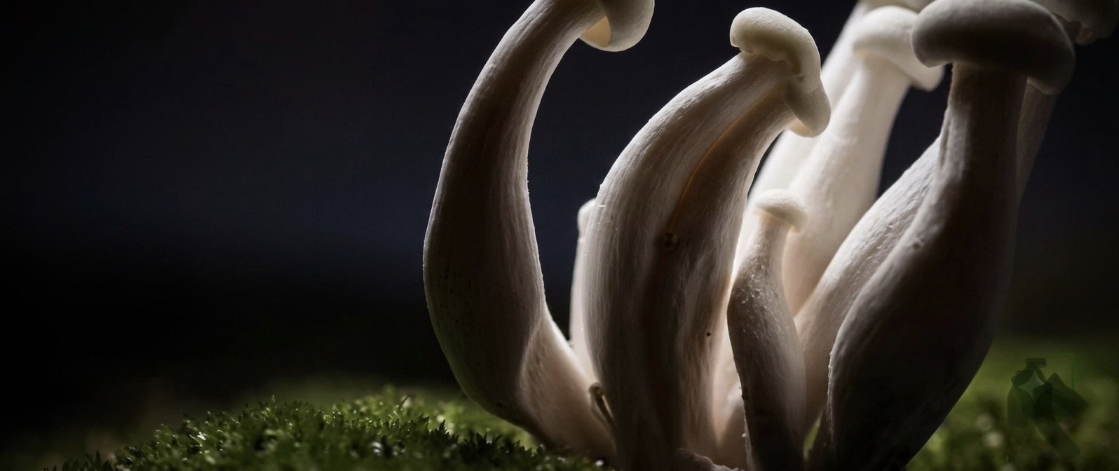 SHROOMS