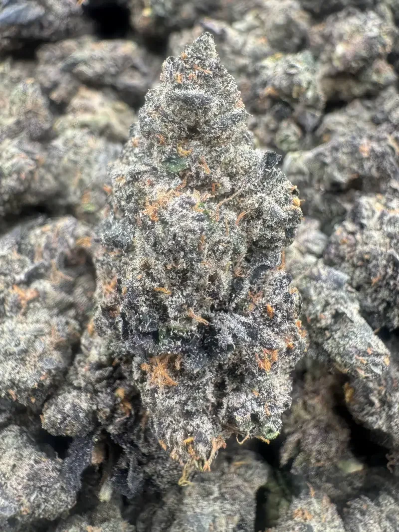 Purple Zots | BudMember
