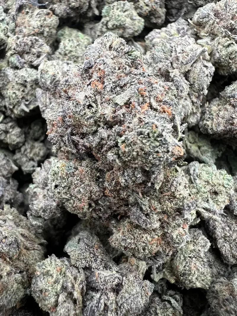 ALIEN RUNTZ budmember