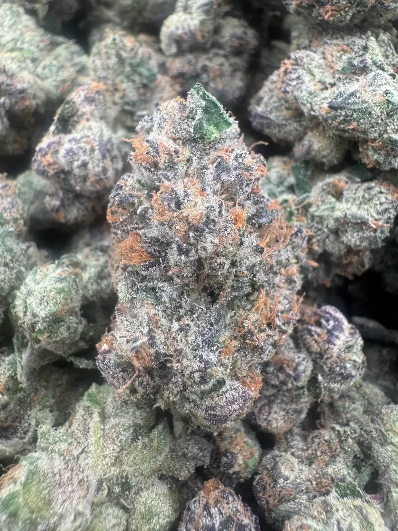 Black Dahila BudMember