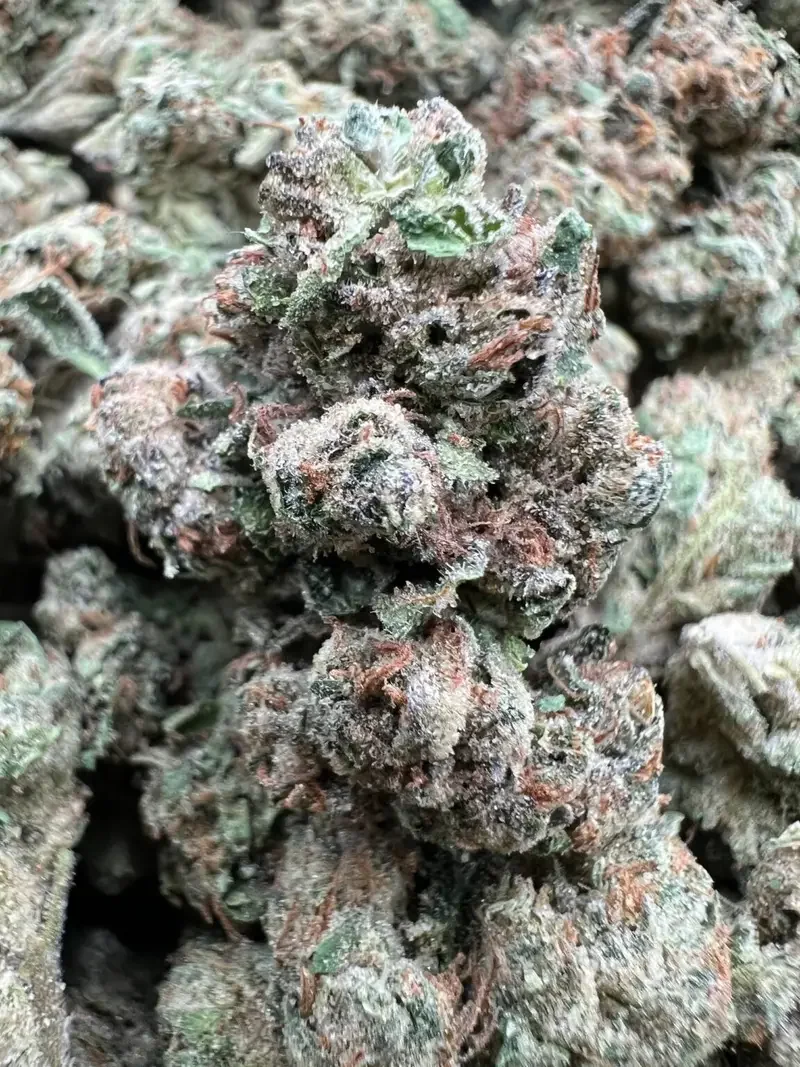 NOVACANE RUNTZ | BudMember