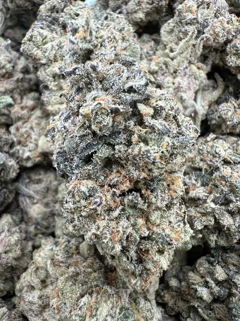 Octane Mintz | BudMember