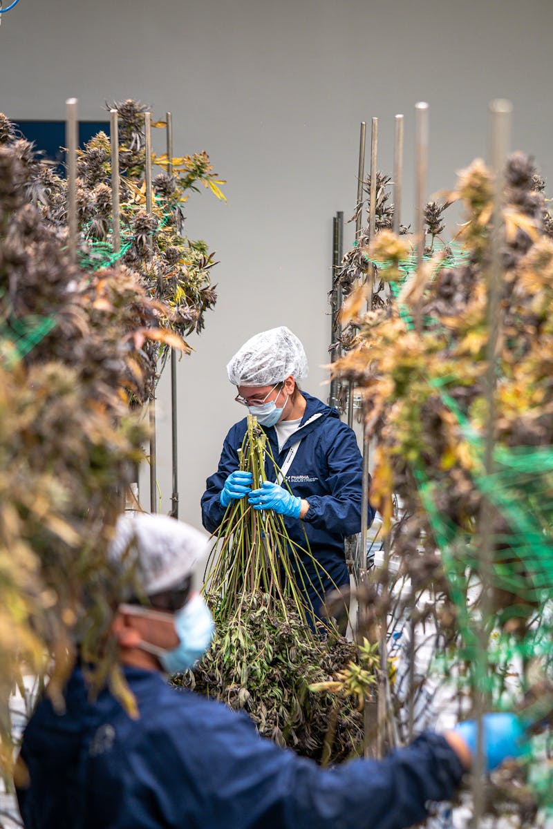 Workers in protective gear handling cannabis plants in an indoor facility.