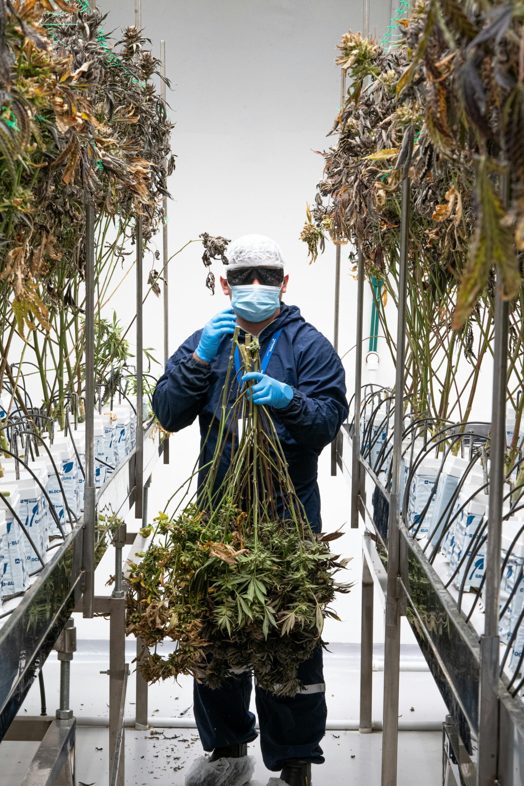 A scientist inspects cannabis plants in a controlled laboratory environment, ensuring quality.