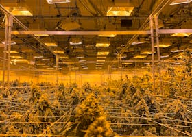 Indoor cannabis growth setup with specialized lighting and equipment for optimal cultivation.
